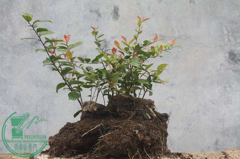 Ƭ20131026ۺ 2790.jpg