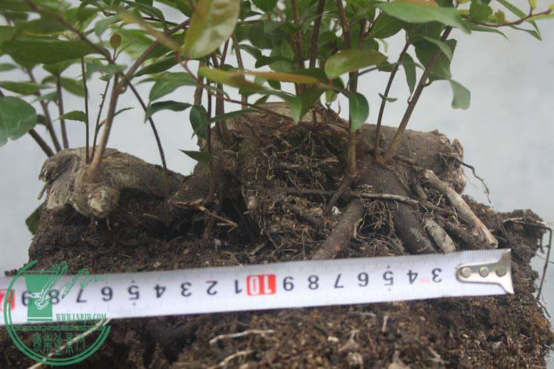 Ƭ20131026ۺ 2791.jpg