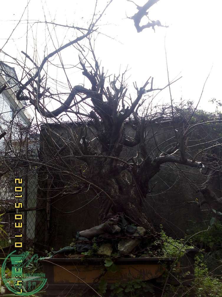 201503.10 (20).jpg
