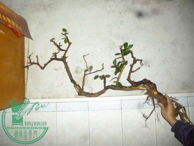 P1130146.JPG