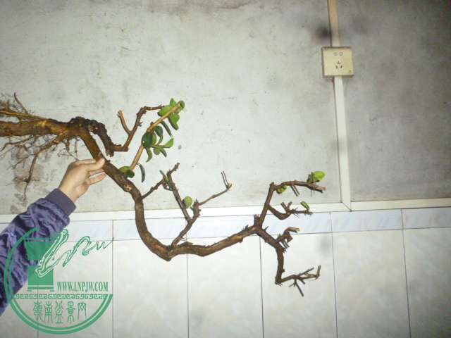 P1130148.JPG