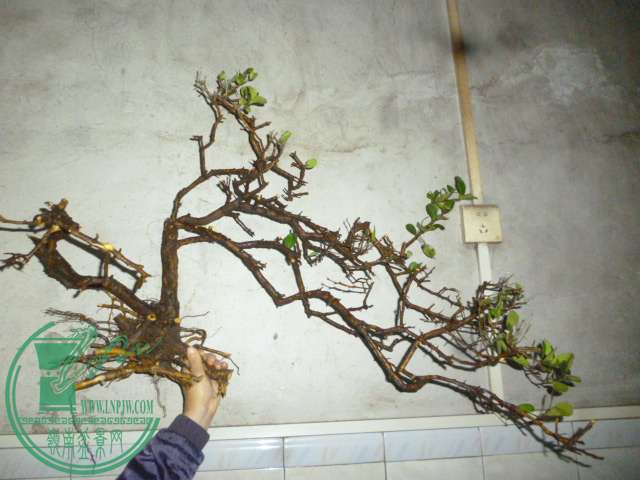 P1130151.JPG