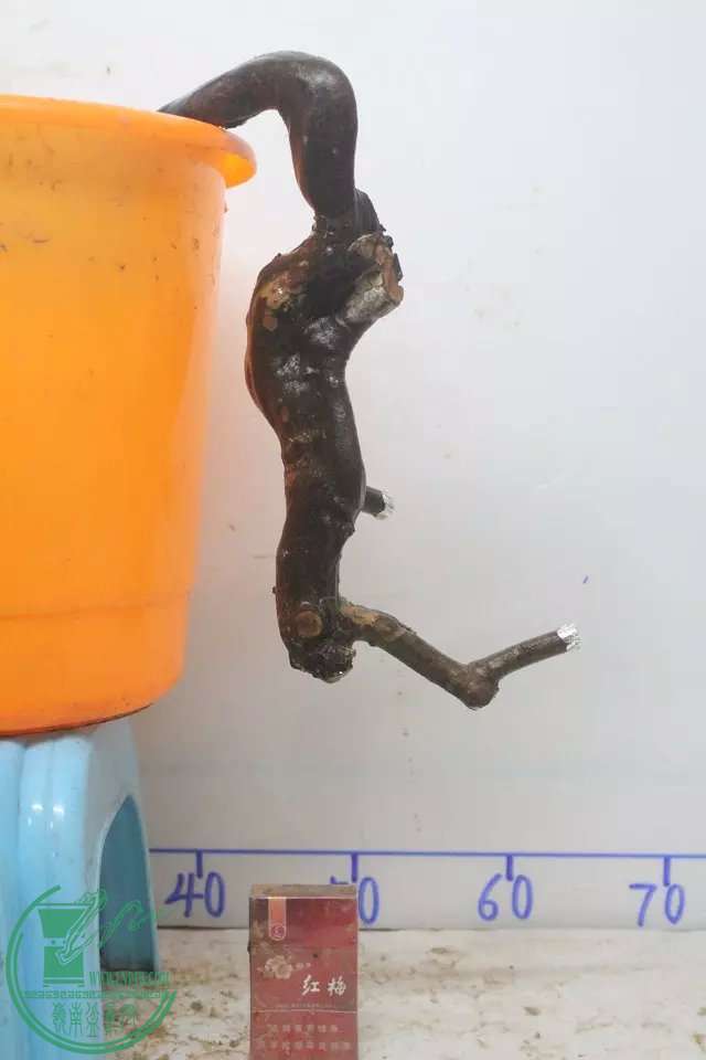 psbCAKSWJN2.jpg