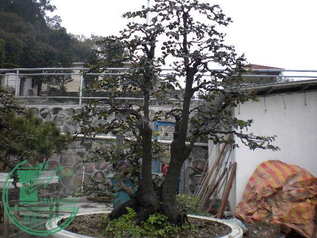 DSCN7813.JPG