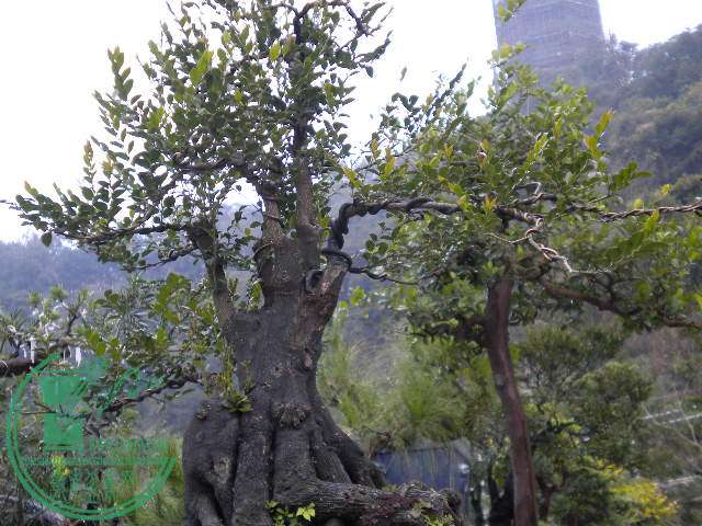 DSCN7731.JPG