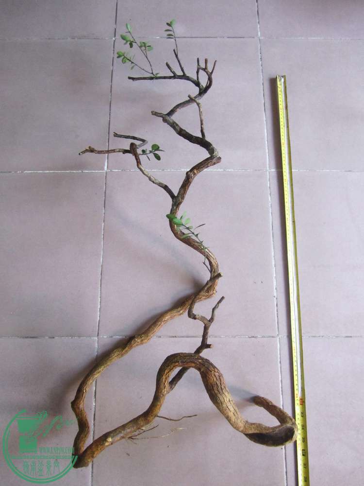 棬߶90cm