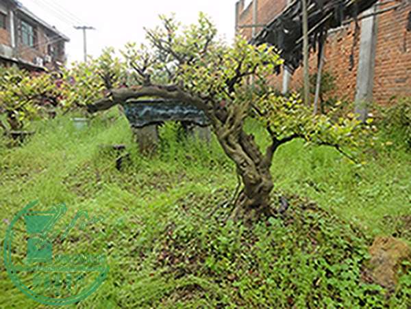 DSC03076.jpg