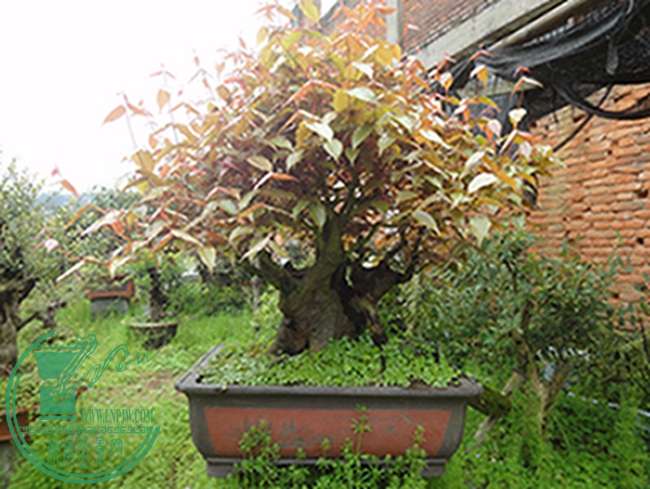 DSC03077.jpg