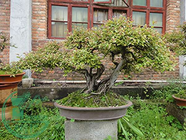 DSC03087.jpg