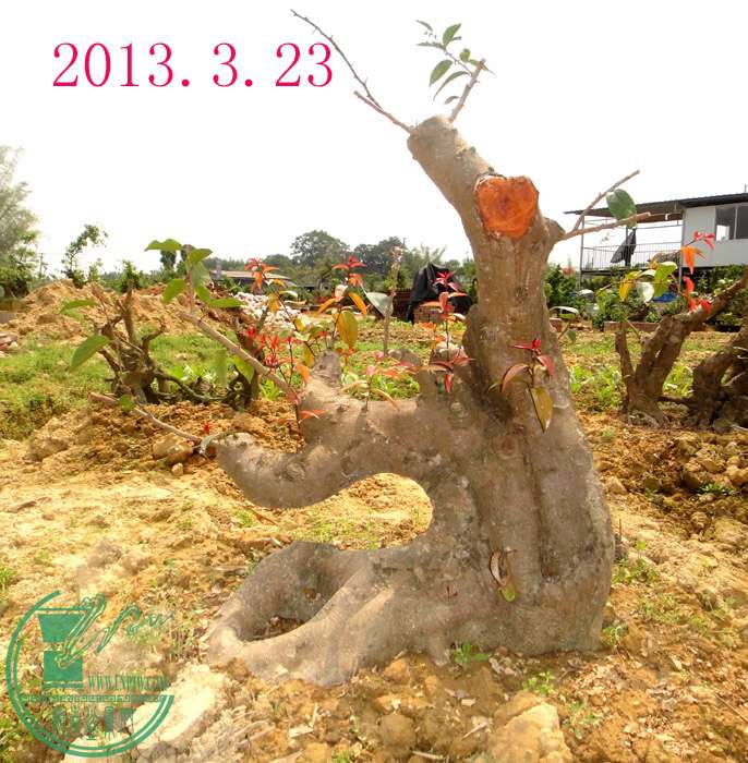 2013.3.23b.JPG
