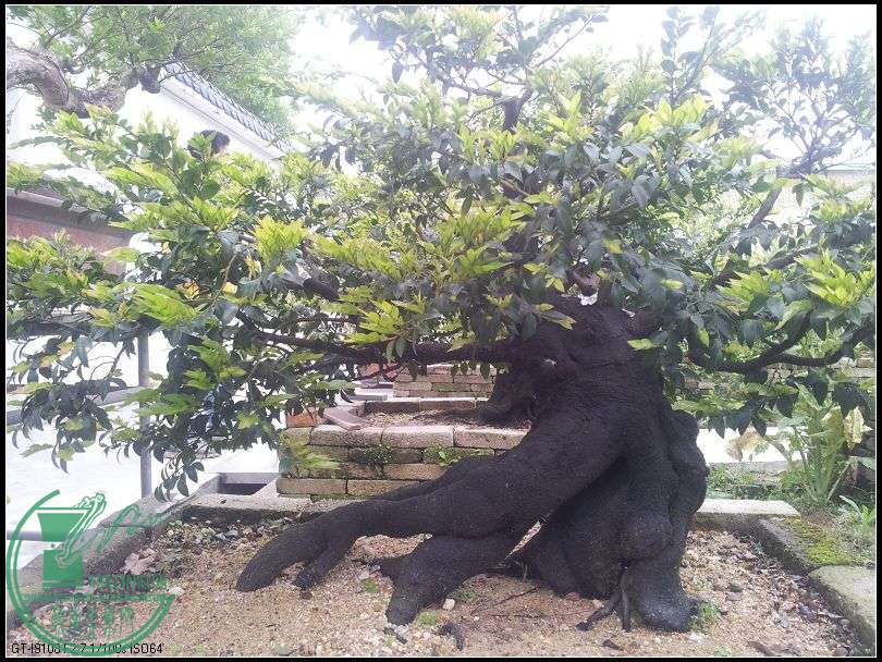 ڹ.jpg