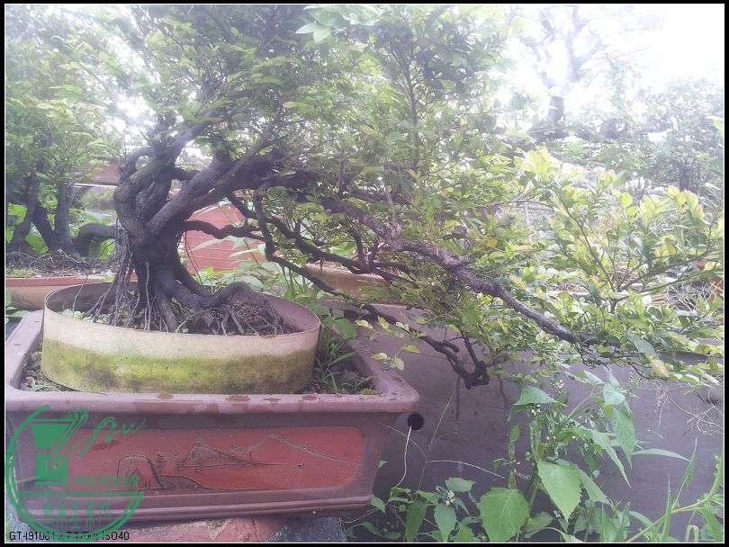 鳤ڹ.jpg