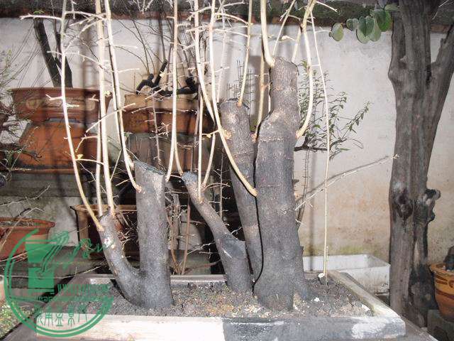 С SDC14141.JPG