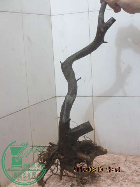 IMG_5767.JPG