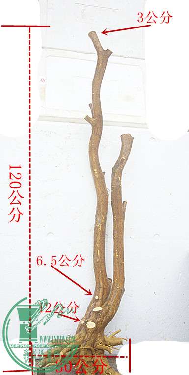 DSC00015_.jpg