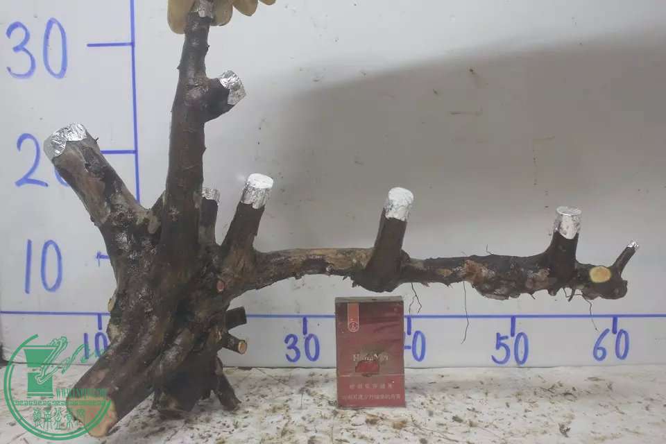 psb (9).jpg