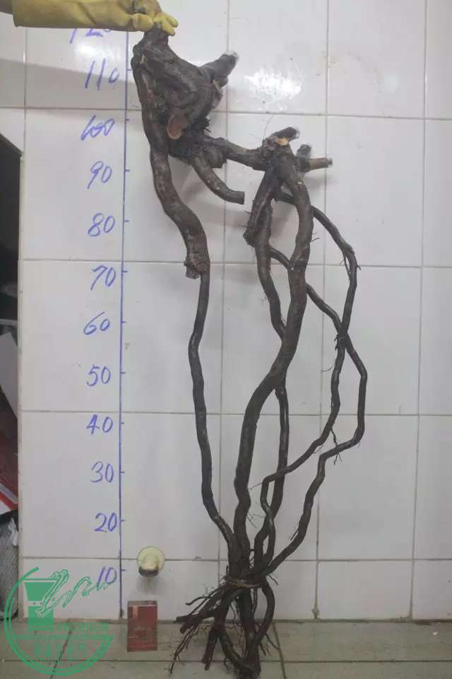 psb (15).jpg