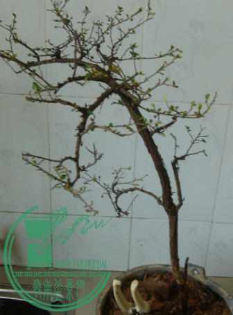 QQͼƬ20150317181247.png