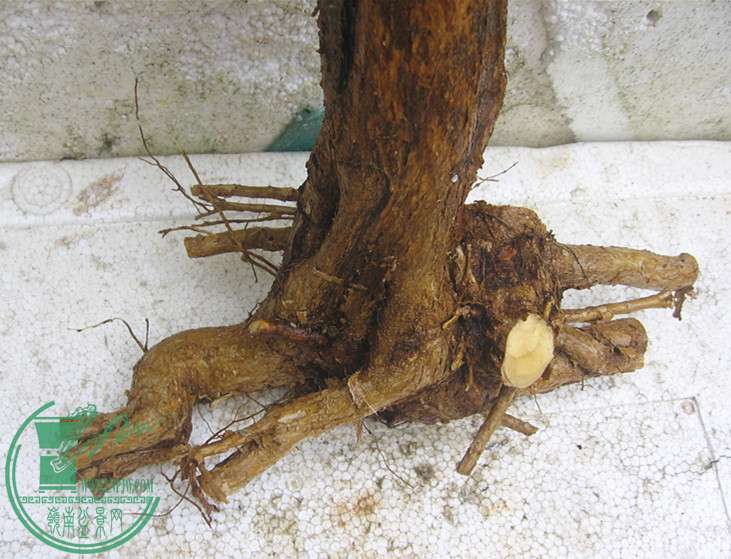 Ƭ 041_1.jpg
