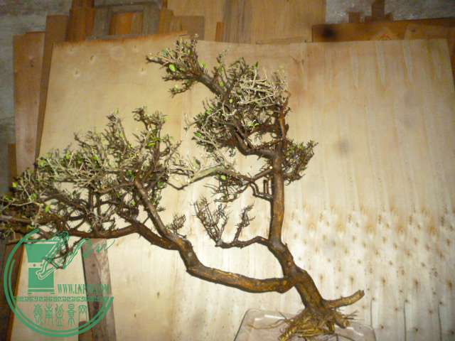 P1130343.JPG