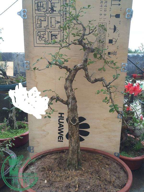 221710j6llsl7zv9lm4rpa.jpg.thumb.jpg
