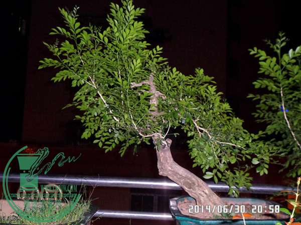 SAM_2416_С.jpg