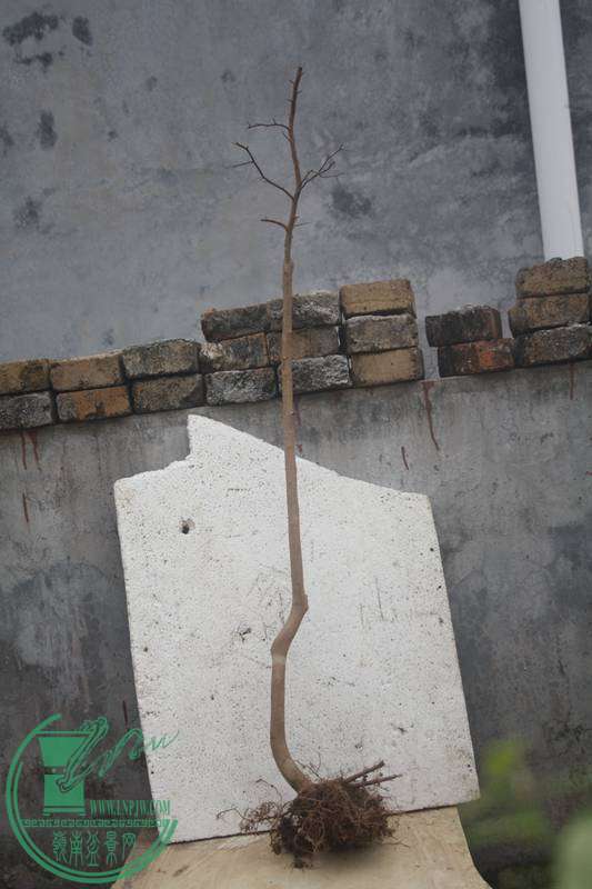 Ƭ20131026ۺ 2853.jpg