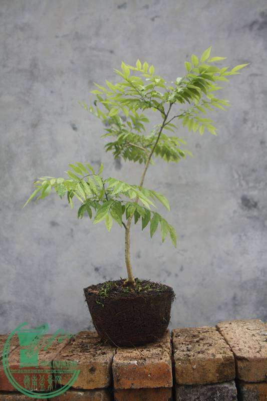Ƭ20131026ۺ 2855.jpg
