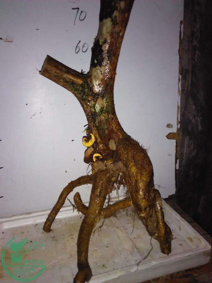 IMG20150320190530.jpg