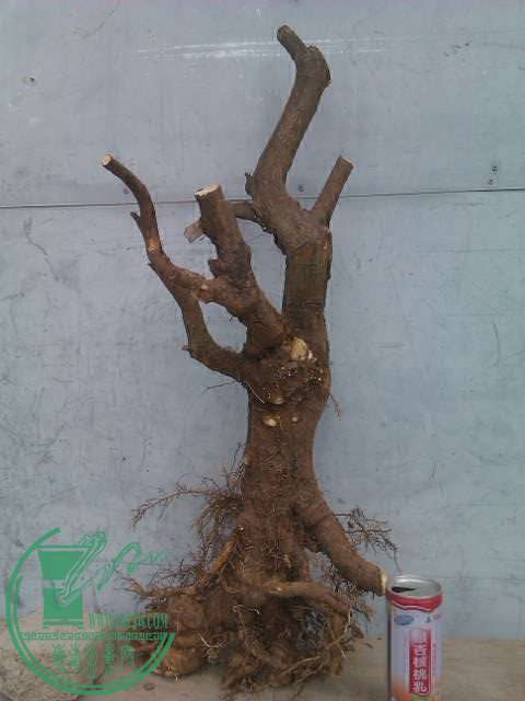 IMAG0429.jpg