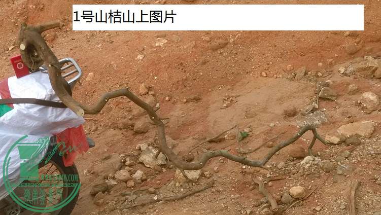 QQͼƬ20150321191236.jpg
