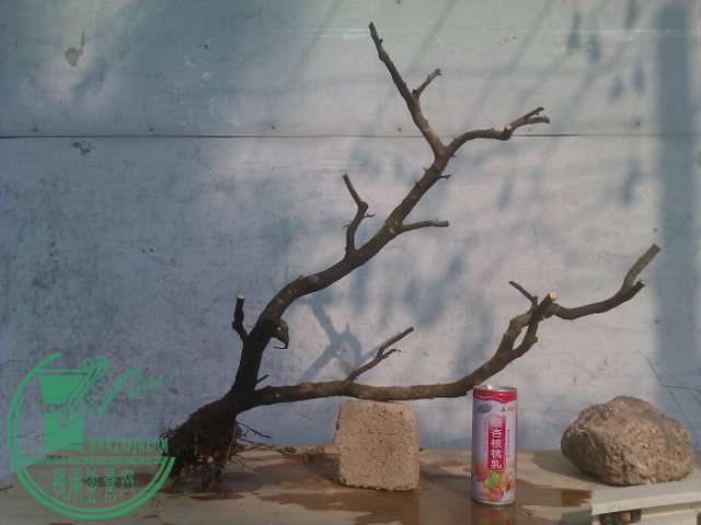 IMAG0425.jpg