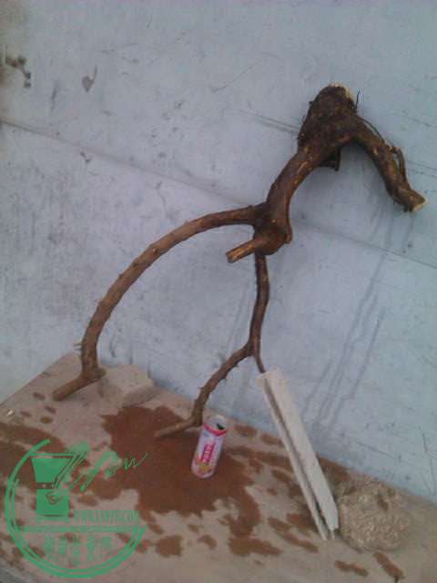 IMAG0431.jpg