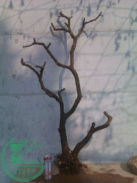 IMAG0428.jpg