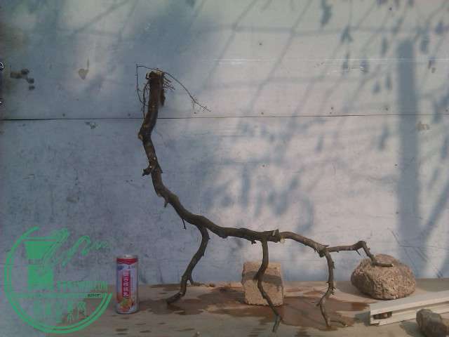 IMAG0426.jpg
