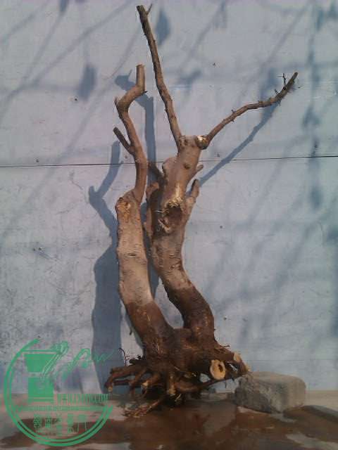 IMAG0421.jpg