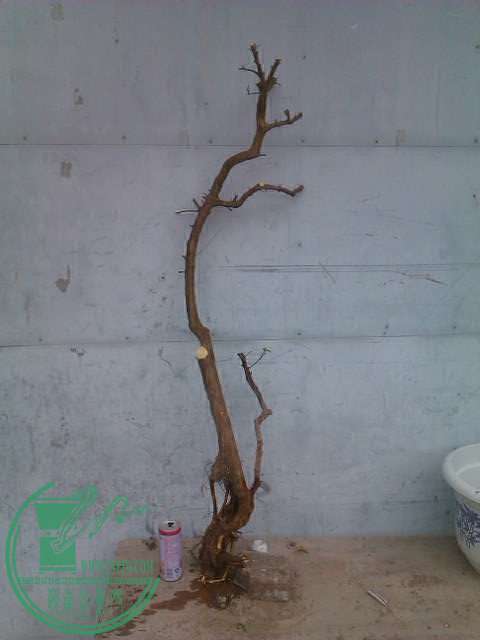 IMAG0407.jpg
