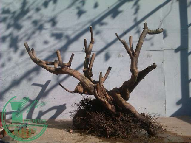 IMAG0363.jpg