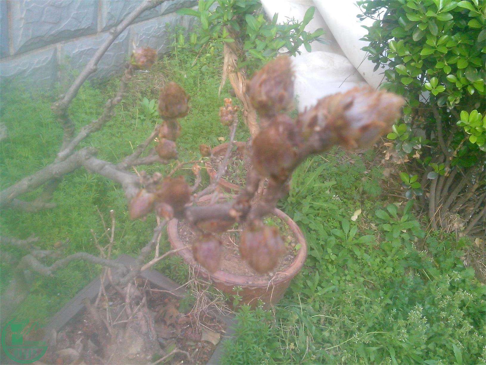 IMG20150323001.jpg