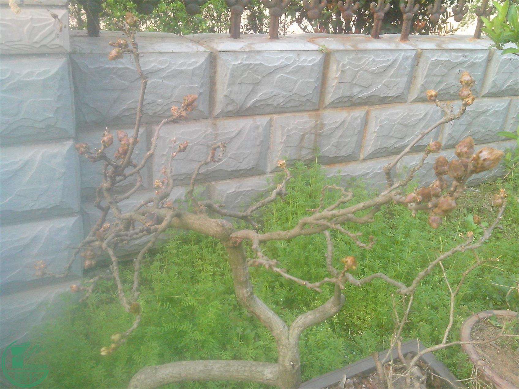 IMG20150323003.jpg
