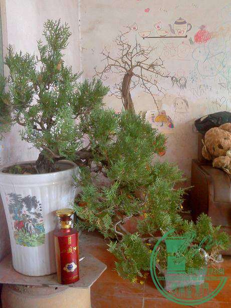 IMG0311115700.jpg
