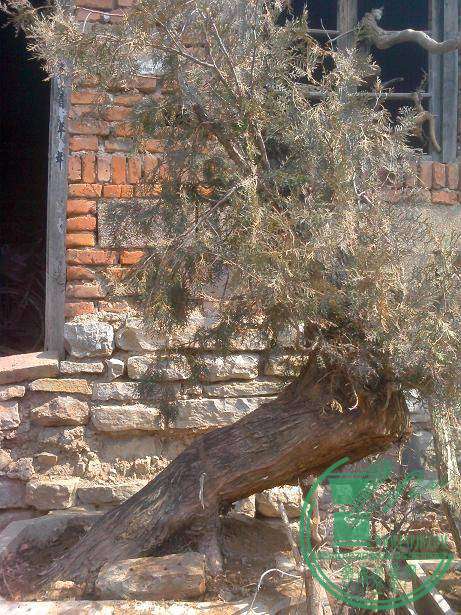 IMG0311125700.jpg