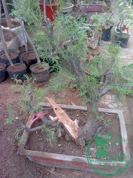 IMG0324161900.jpg