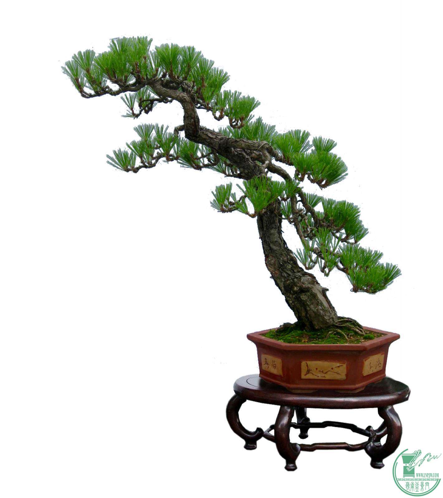   òģ  90-60cm   ־.jpg