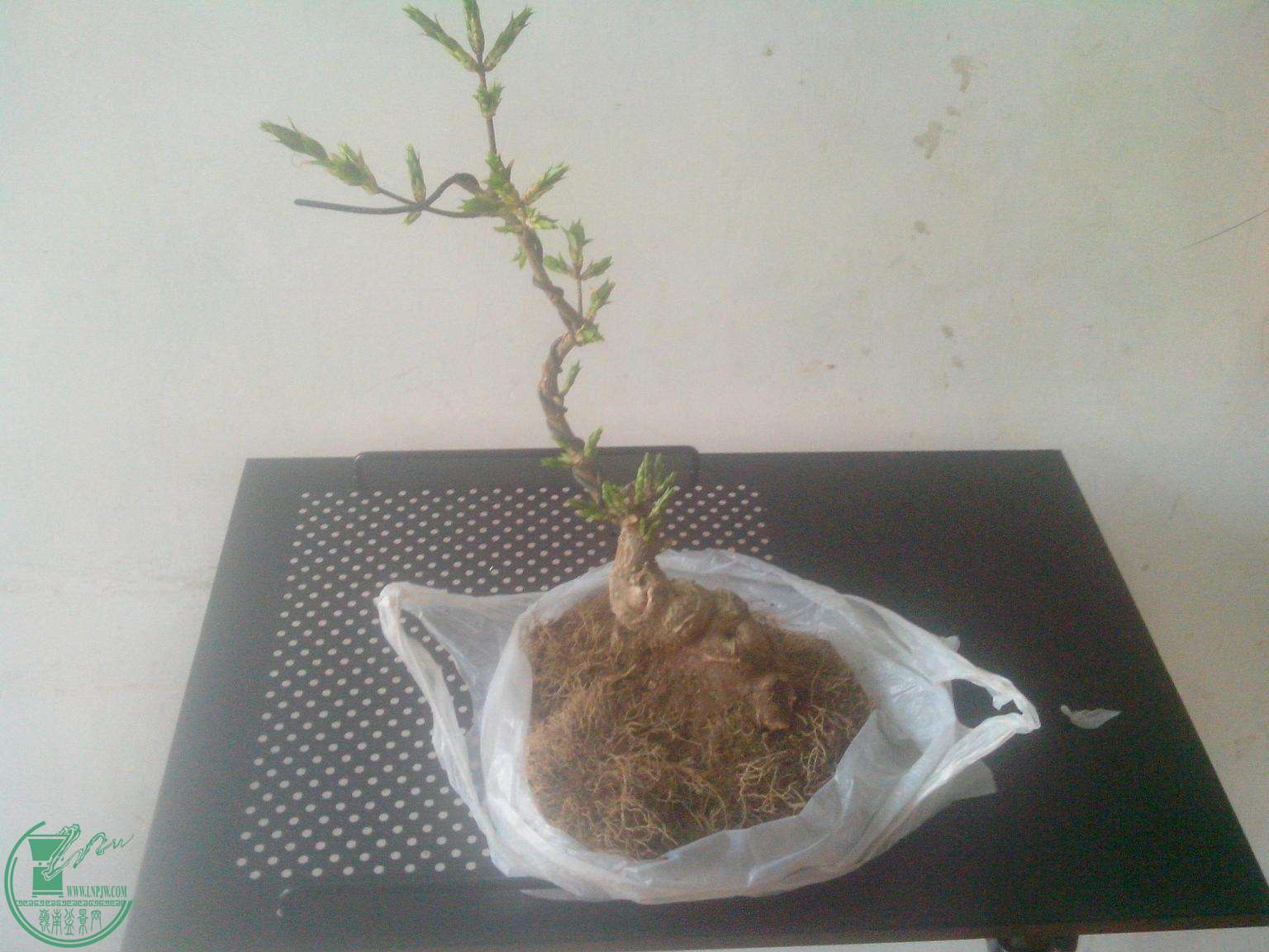 IMG20150326001.jpg
