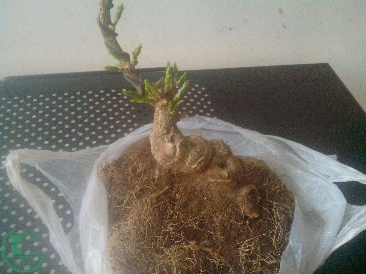 IMG20150326002.jpg
