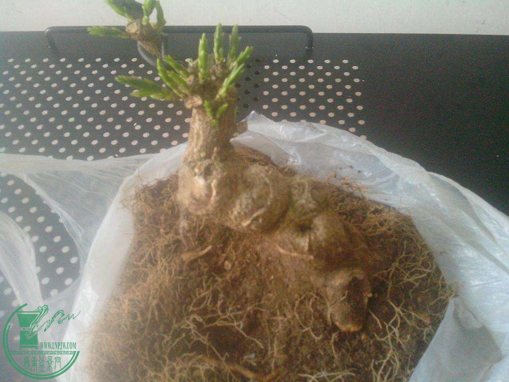 IMG20150326003.jpg