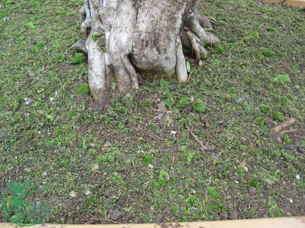 С DSC00279.JPG