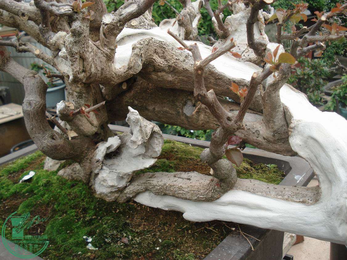 С DSC00288.JPG
