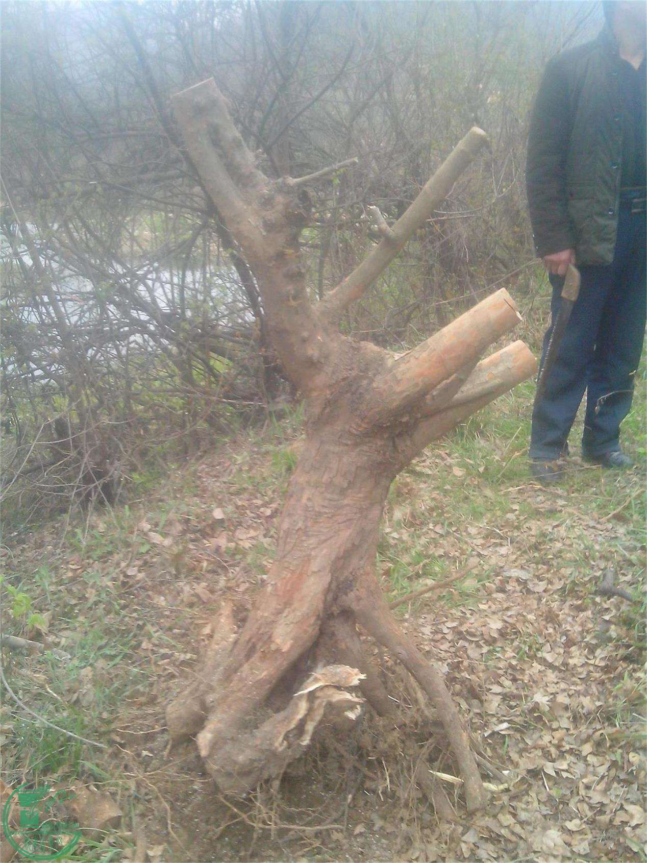 IMG20150326006.jpg